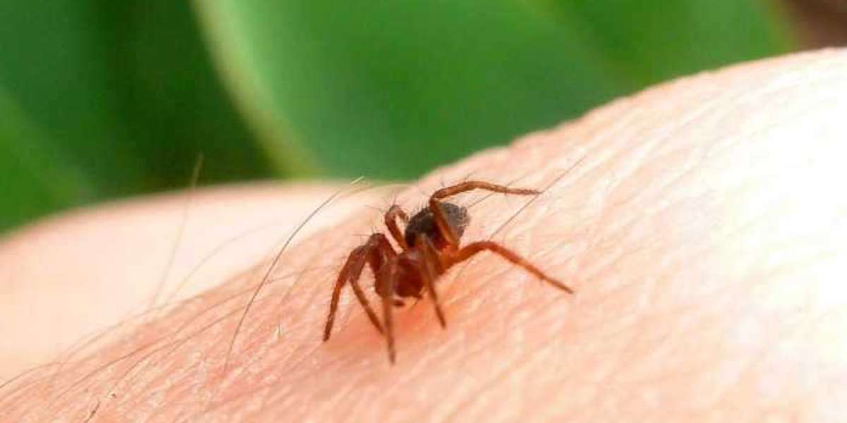 Home Remedies for Spider Bites: Using Natural Remedies to Alleviate Pain and Discomfort