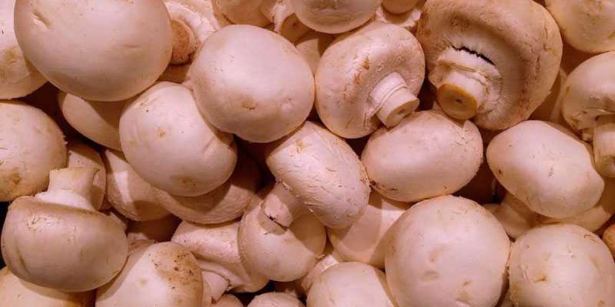 Mushroom Cultivation Market Growth Analysis & Forecast Report | 2021-2028